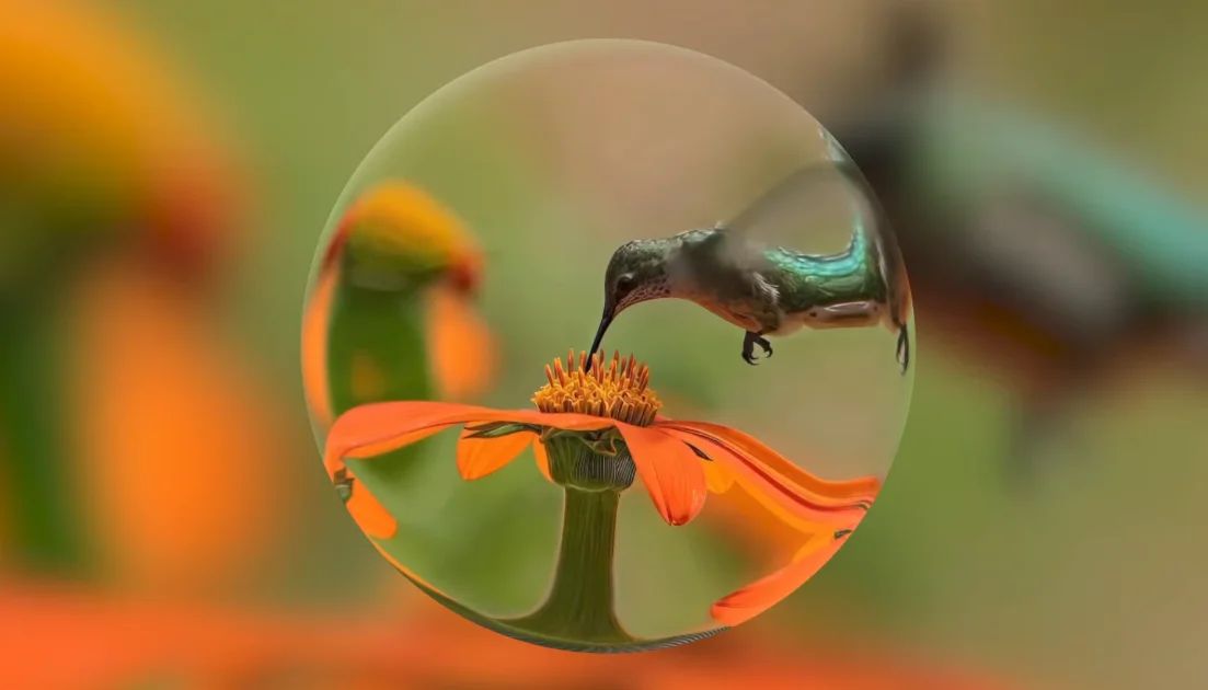 Beija-flor dentro de globo